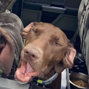 Meet your Posher, Max